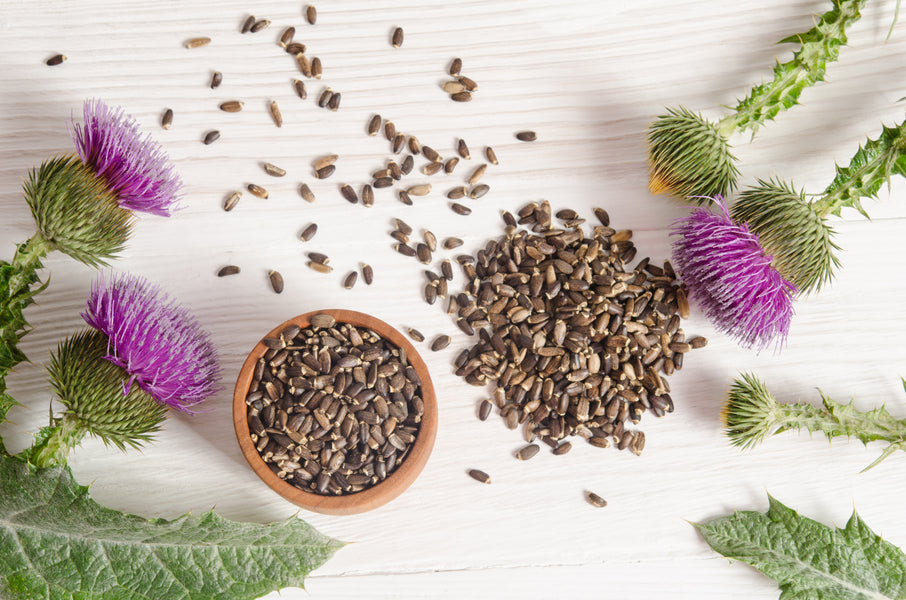 Milk Thistle and Benefits to the Body